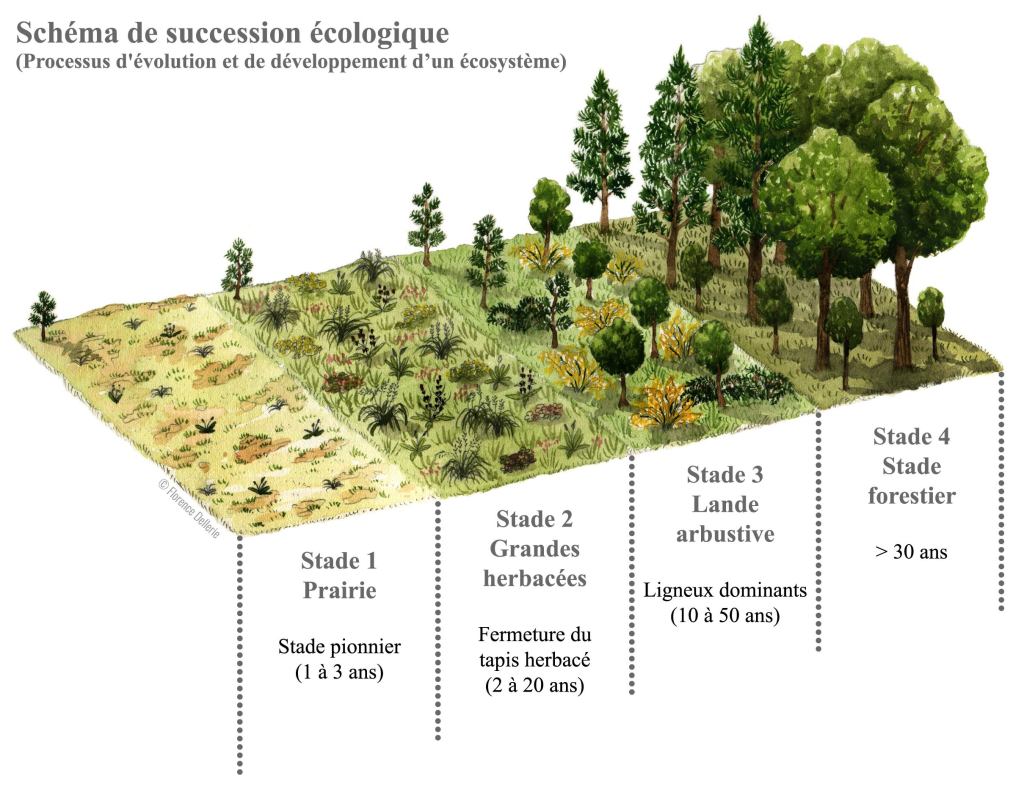 Climax : schéma de succession écologique